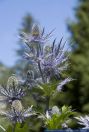 Eryngium alpinum,Alpen-Mannstreu,Blue Sea Holly