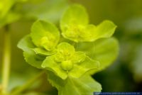 Euphorbia helioscopia,Sonnenwend-Wolfsmilch, Sonnen-Wolfsmilch,Madwoman's milk / Sun Spurge