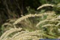 Melica ciliata,Wimper-Perlgras,Hairy melic grass,Silky Spike Melic