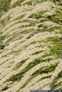Melica ciliata,Wimper-Perlgras,Hairy melic grass,Silky Spike Melic