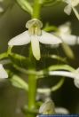 Platanthera bifolia ssp bifolia,Wei§e Waldhyazinthe,Lesser Butterfly-orchid