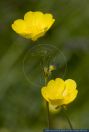 Ranunculus auricomus,Gold-Hahnenfuss,Goldschopf-Hahnenfuss,Greenland buttercup,Goldilocks buttercup