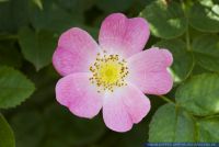 Rosa spec.,Hunds-Rose,Dog Rose,Haggebutte,Wild Rose