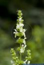 Stachys recta,Aufrechter Ziest, Berg-Ziest,Yellow woundwort