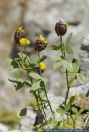 Trifolium badium()