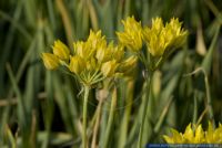Allium moly,Goldlauch,Golden Garlic