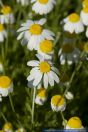 PFFT8173 Anthemis ruthenica ()<br>