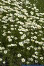 PFFT8178 Anthemis ruthenica ()<br>