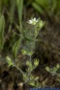 Arenaria serpyllifolia,Quendel-Sandkraut,Thymeleaf sandwort