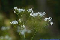 Asperula tinctoria,Faerber-Meier,Faerber-Meister,Dyer's woodruff