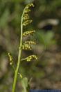 Botrychium lunaria,Echte Mondraute,Common moonwort