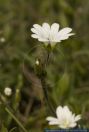 Cerastium arvense,Acker-Hornkraut,Field chickweed