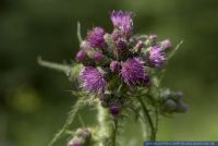 PFFT8336 Cirsium palustre<br>