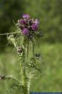 Cirsium palustre,Sumpf-Kratzdistel,Marsh Thistle