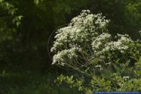 Clematis recta,Aufrechte Waldrebe,Ground clematis