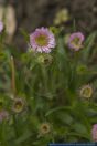 Erigeron alpinus,Alpen-Berufkraut,Alpine fleabane