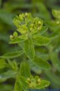 PFFT8450 Euphorbia epithymoides  ()<br>