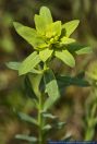 Euphorbia seguierana,Steppen-Wolfsmilch,Seguier's Spurge