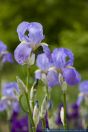 Iris pallida,Bleiche Schwertlilie,Pale iris