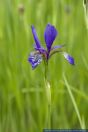 Iris sibirica,Sibirische Schwertlilie,Siberian Iris