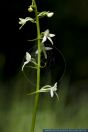 Platanthera bifolia ssp bifolia,Wei§e Waldhyazinthe,Lesser Butterfly-orchid
