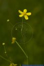Ranunculus flammula,Brennender Hahnenfuss,Lesser Spearwort