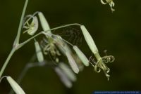 Silene chlorantha,Gruenliches Leimkraut,Yellowgreen catchfly