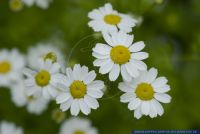 Tanacetum parthenium,Mutterkraut,Feverfew