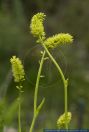 Tofieldia calyculata,Gewoehnliche Simsenlilie,Alpine Asphodel