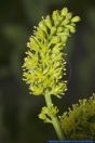 Tofieldia calyculata,Gewoehnliche Simsenlilie,Alpine Asphodel