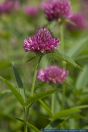 PFFT8888 Trifolium alpestre<br>