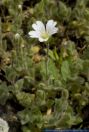 Cerastium alpinum ssp. lanatum,Hochgebirgs-Hornkraut,Alpine Mouse-ear