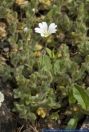 Cerastium alpinumssp.lanatum
