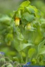 Cerinthe major,Gro§e Wachsblume,Honeywort