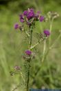 Cirsium palustre,Sumpf-Kratzdistel,Marsh Thistle