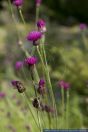 Cirsium pannonicum,Ungarn-Kratzdistel,Hungarian Thistle