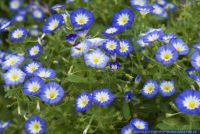 Convolvulus tricolor,Dreifarbige Winde,Dwarf Morning Glory