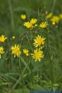 Crepis paludosa,Sumpf-Pippau,Marsh Hawksbeard