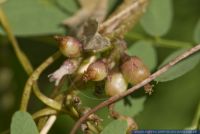 Cuscuta lupuliformis,Pappel-Seide,Willow Dodder