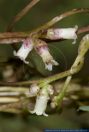 Cuscuta lupuliformis,Pappel-Seide,Willow Dodder