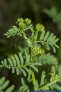 Securigera varia,Bunte Kronwicke,Crown vetch