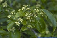 Euonymus carnosus,Spindelstrauch,Spindle tree