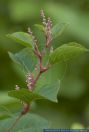 Fallopia japonica var. Compacta,Japanischer Staudenknoeterich,Japanese Knotweed