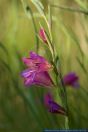Gladiolus palustris,Sumpf-Gladiole,Marsh Gladiolus