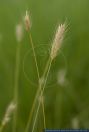 Hordeum secalinum,Roggengerste,Meadow Barley