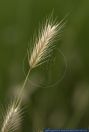 PFFT9725 Hordeum secalinum<br>