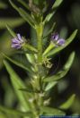 Lythrum hyssopifolia,Ysopblaettriger Weiderich,Hyssop loosestrife