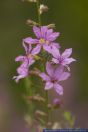 PFFT9897 Lythrum virgatum<br>