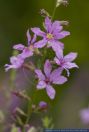 Lythrum virgatum,Rutenblutweiderich,European Wand Loosestrife