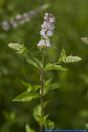 Mentha spicata,Aehrige Minze,Spear-Mint